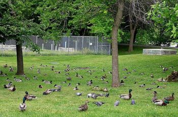 加拿大总督府,渥太华加拿大总督府攻略\/地址\/图