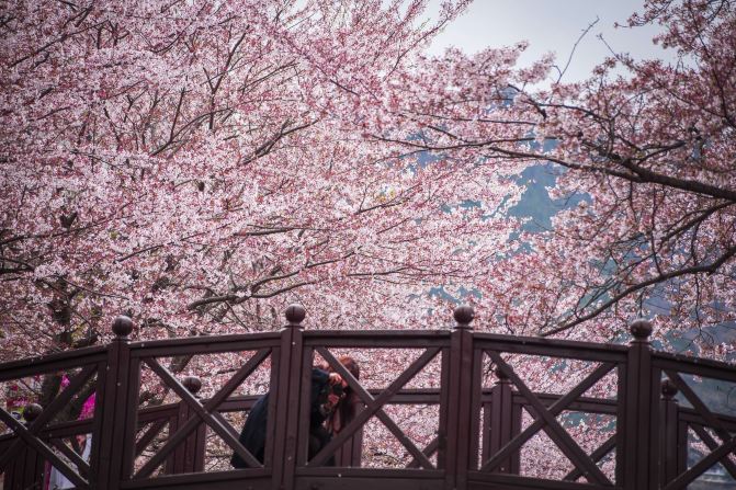 春季赏樱花不是日本的专属-韩国镇海樱花季 - 
