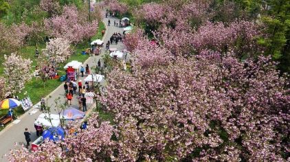 【赏花季】赏醉美樱花、尽在浪漫凤凰湖成都
