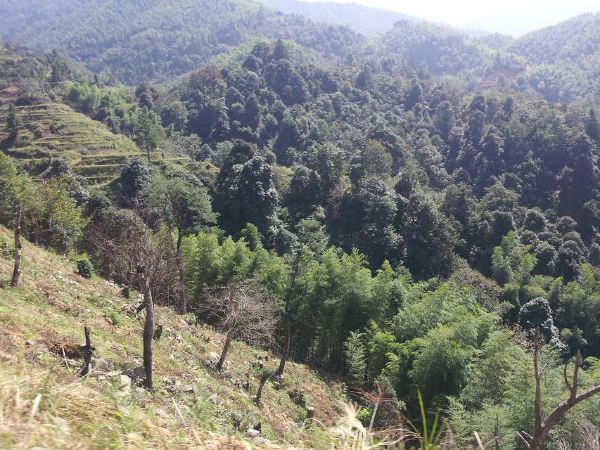 梨树洲开发中生态园 避暑胜地 空气中负氧离子含量极高 梨树洲自驾游