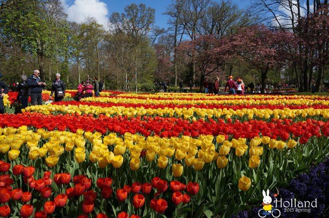 #我要上头条#花花世界,荷你同行 - 2015荷比