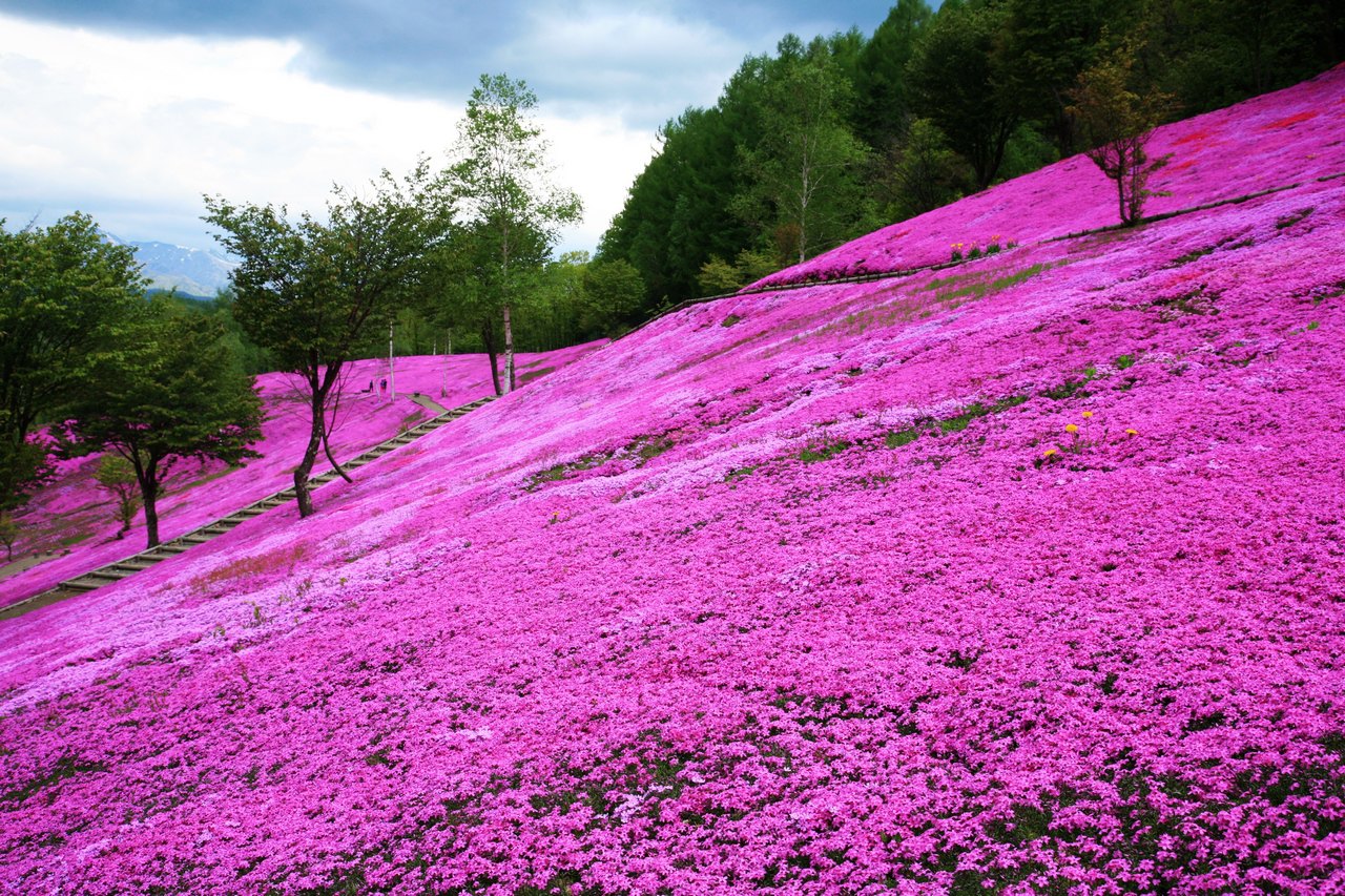 春游北海道,泡温泉赏芝樱,看函馆百万夜景