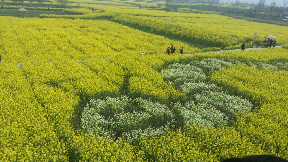 沙洋油菜花