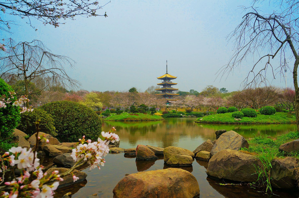 武汉东湖磨山樱园与日本青森县的弘前樱花园,美国的华盛顿州樱花园并