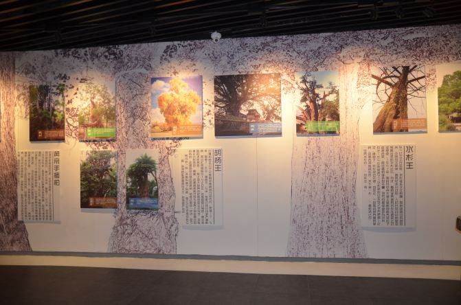 #随手拍# 上海木文化博物馆--演绎木的传奇文化