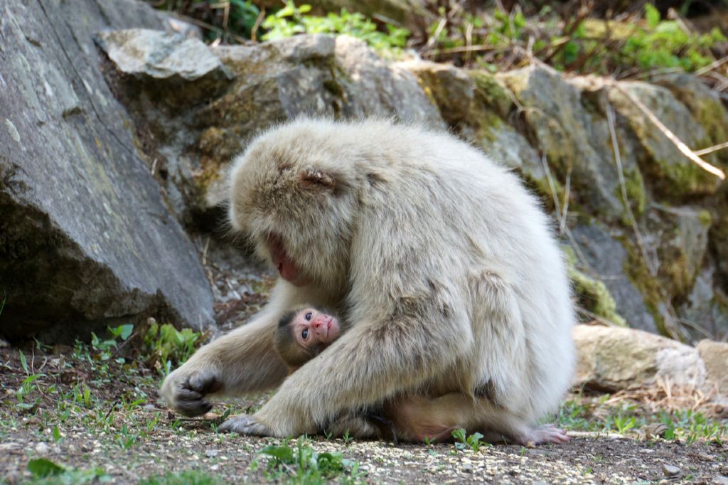 猴子泡温泉----地狱谷野猿公苑