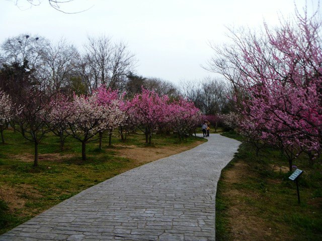 游玩梅花山