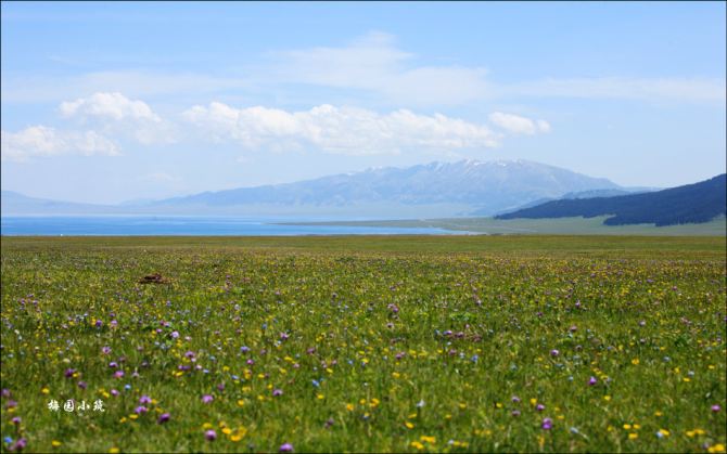 白草连天花似锦 -- 新疆伊犁赛里木湖 - 新疆游记