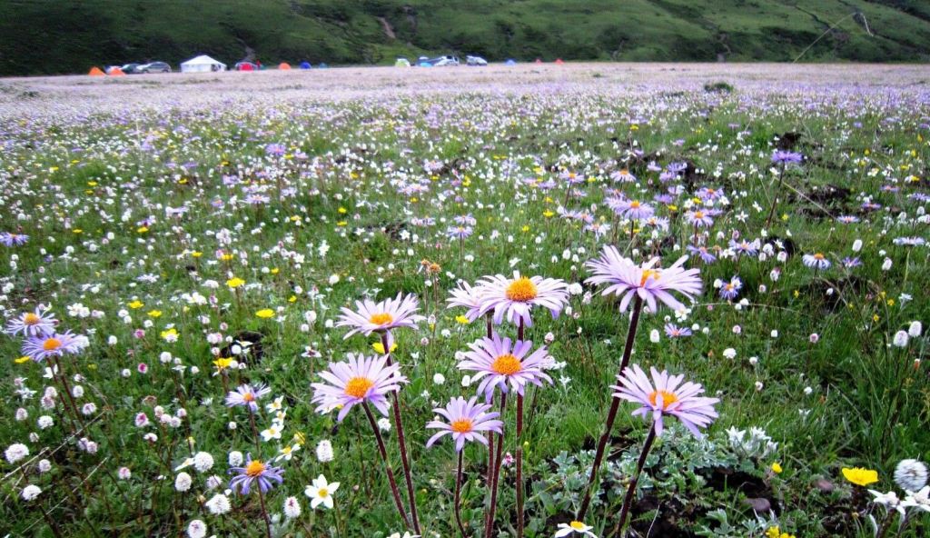 红原俄木塘花海最佳旅游时间