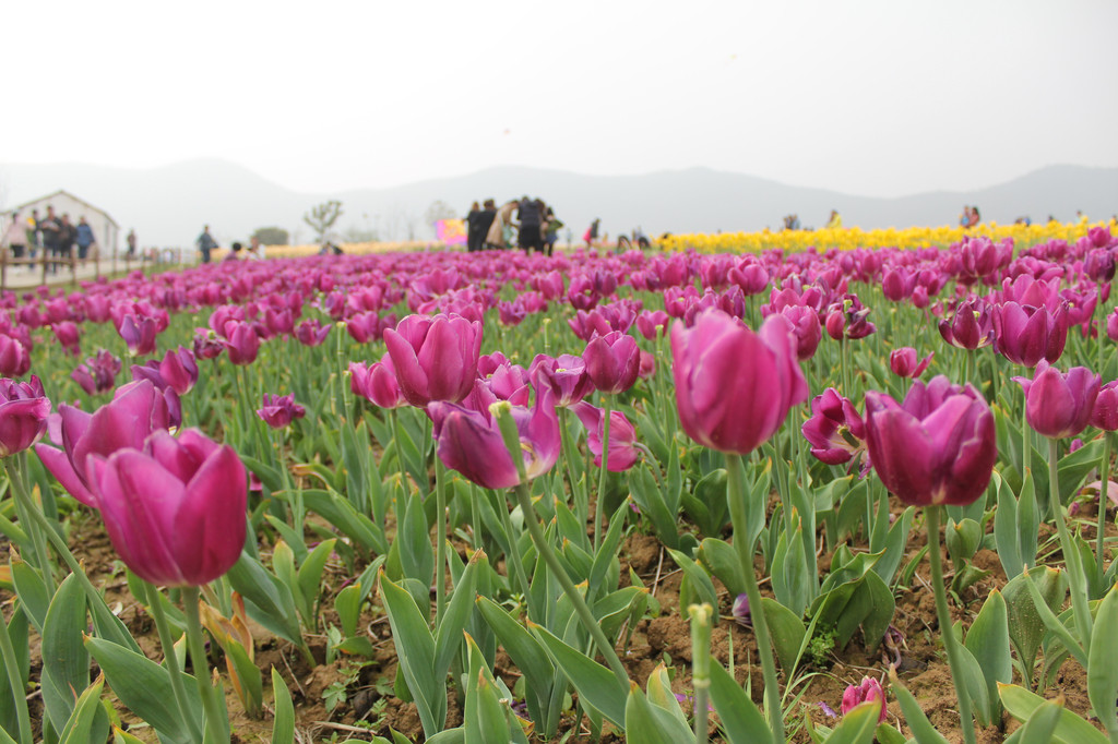 百合花开 巢湖郁金香高地