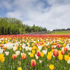 富良野美瑛,夏日熏衣草花田2日游 - 枝幸郡2日