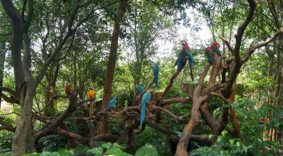 番禺香江野生动物园一日游