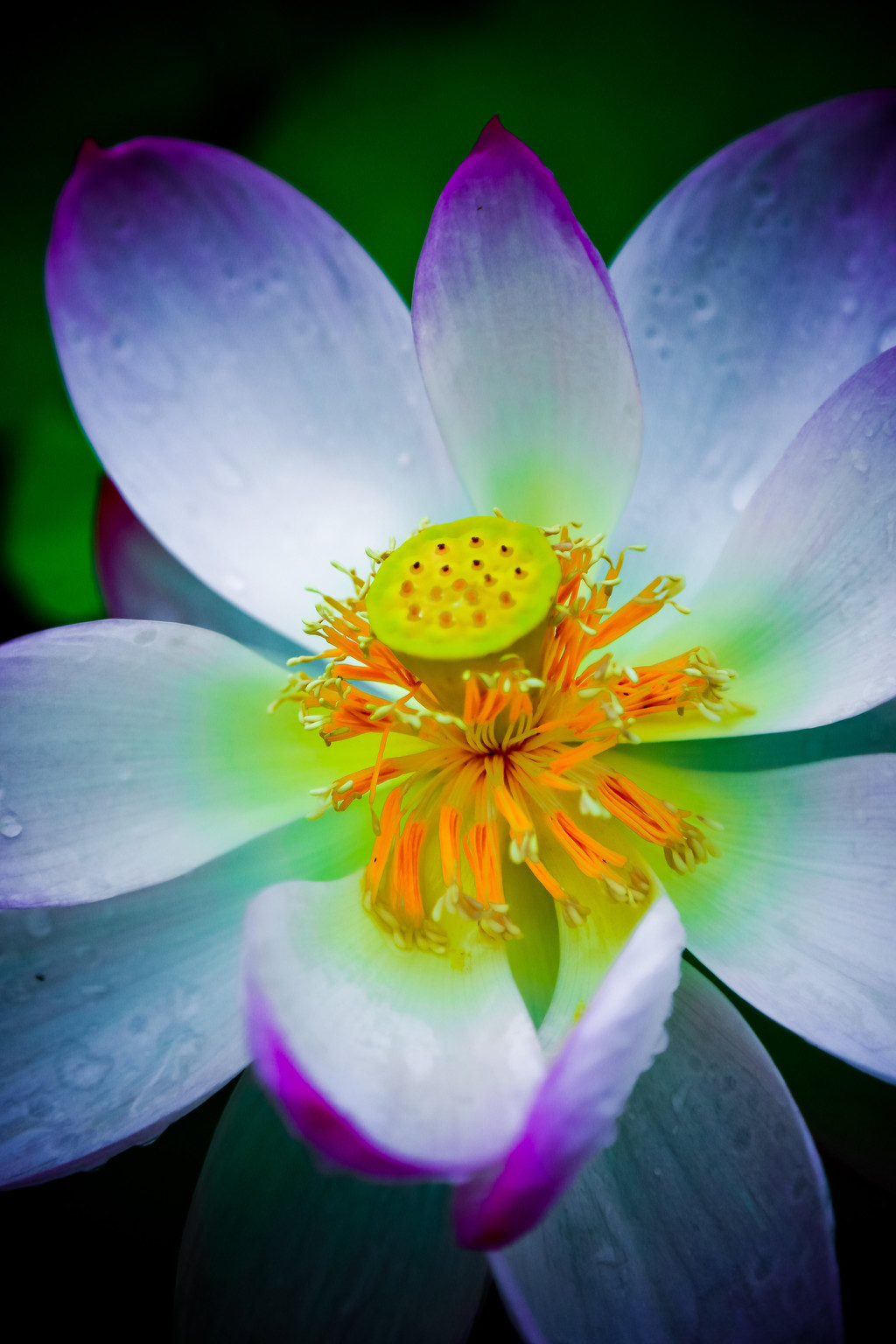 一场雨,让荷花好好做个保湿补水