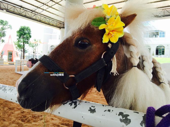 #写意金秋#泰国皇室之旅 芭提雅狂欢 - 曼谷游