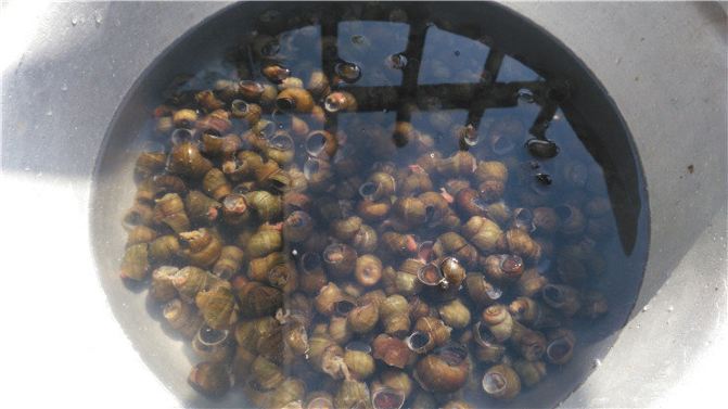 崇明农家乐包吃包住哪家最好 崇明农家乐一日