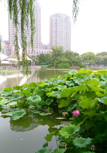 秋荷也爽.2015年8月16曰闲逛在嘉兴秀洲公园