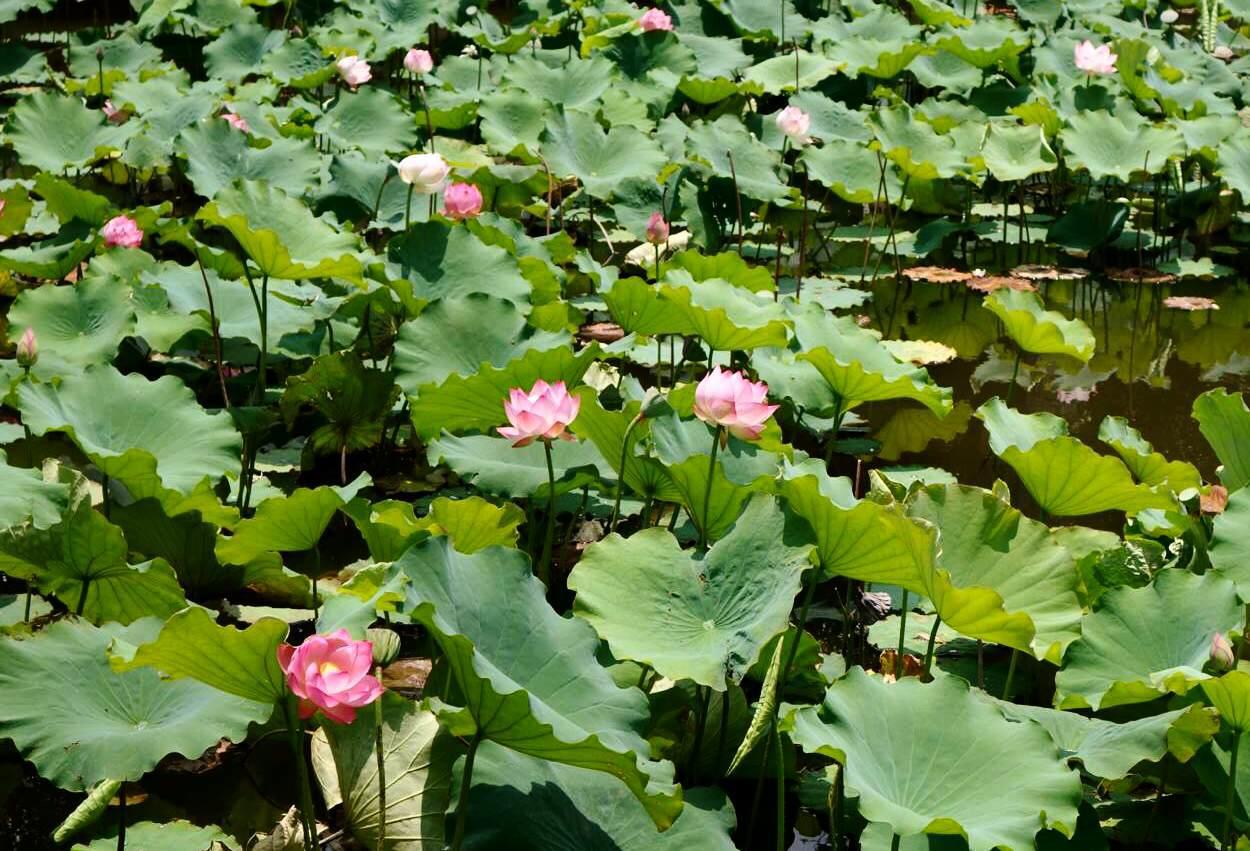 盛夏的荷花池,荷花艳丽开放 大姚白塔公园