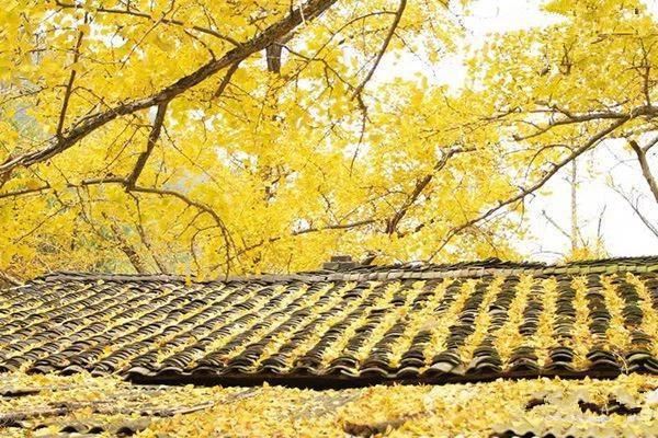 佳木斯地径0.6黄柏_佳木斯人均多少亩地(3)