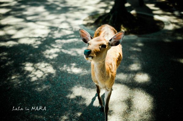 奈良公园(nara koen)