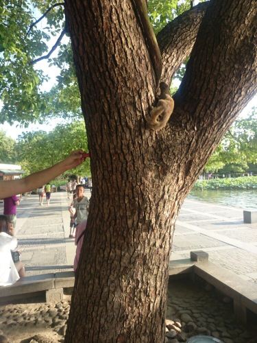 人间天堂 杭州自由行 - 横店游记攻略【携程攻