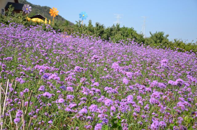 紫云花汐薰衣草庄园之旅