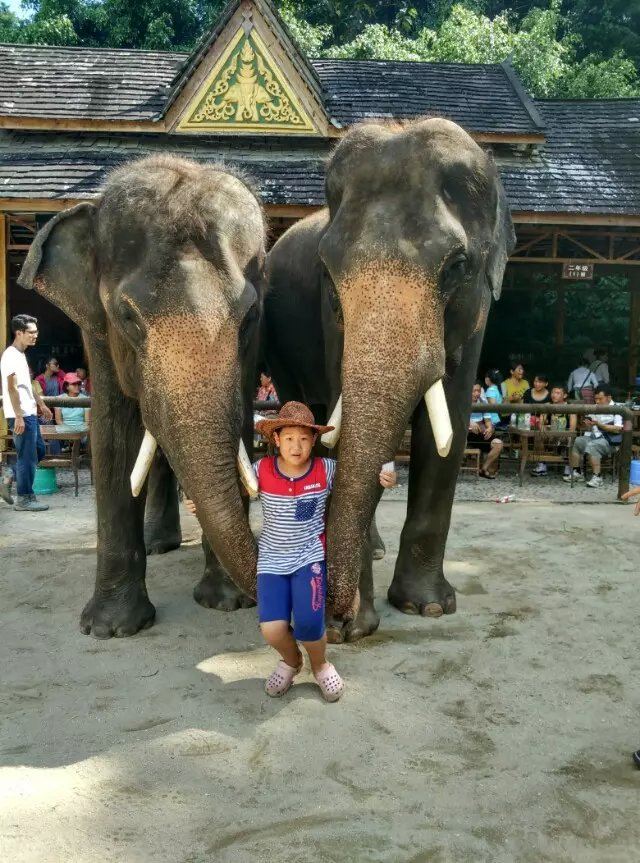 儿之西双版纳玉溪西昌自驾游 - 西双版纳游记攻