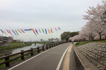 去日本乡下看樱花(2015年4月日本樱花) - 名古