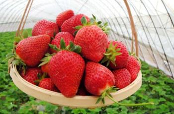 【携程攻略】旅顺老铁山久久草莓采摘园门票,