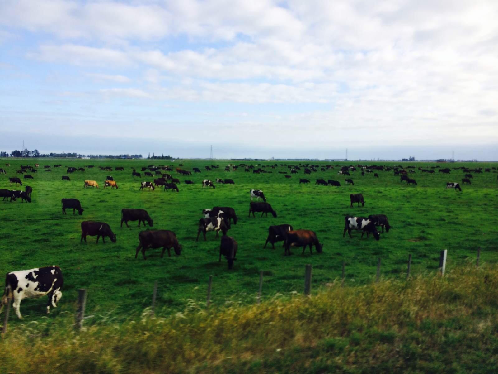 新西兰畜牧业发达是因为人口稀少 一个牧羊人可照顾2000头牛羊,然而