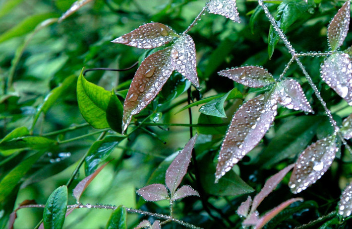        清晨山中树叶雨露珠圆玉润