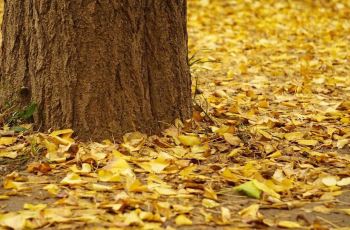 成都电子科技大学银杏餐厅电话\/地址\/菜系\/点评