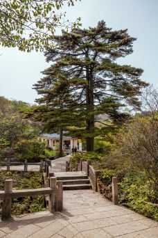 连理松-黄山风景区-doris圈圈