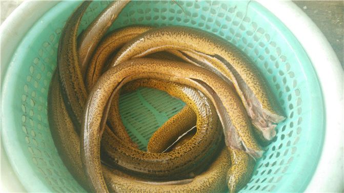 崇明农家乐包吃包住哪家最好 崇明农家乐一日