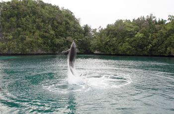 【携程攻略】太平洋海豚湾门票,帕劳太平洋海