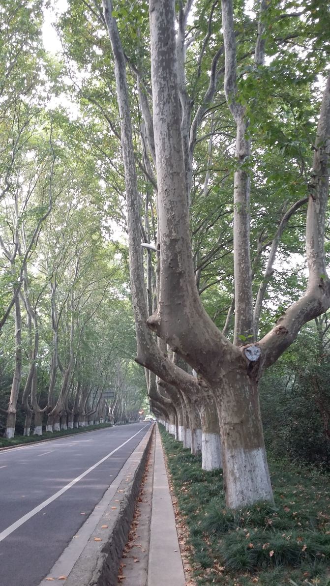 道路两旁梧桐树的树枝分叉,很有特色,几乎是同一高度,一并齐齐分叉.