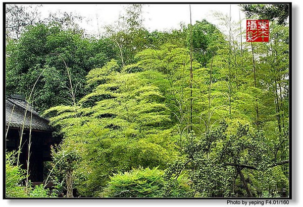 天府四川:望江楼锦城竹园