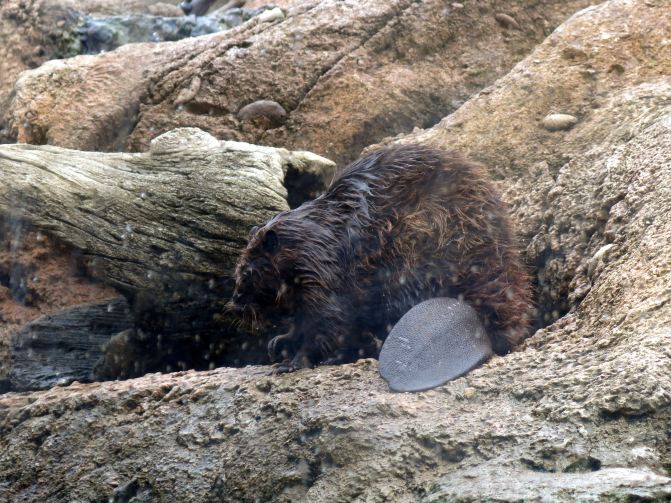 了去心结的解脱之旅--珠海长隆海洋王国,澳门威