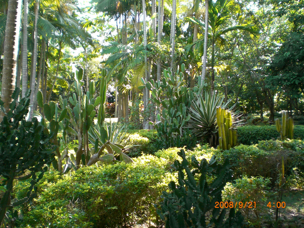 兴隆热带植物园