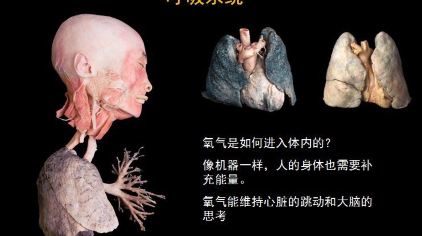 生命奥秘人体世界科普展览
