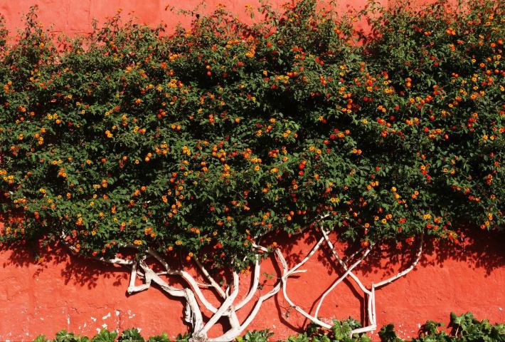 El condor pasa--秘鲁记 - 秘鲁游记攻略