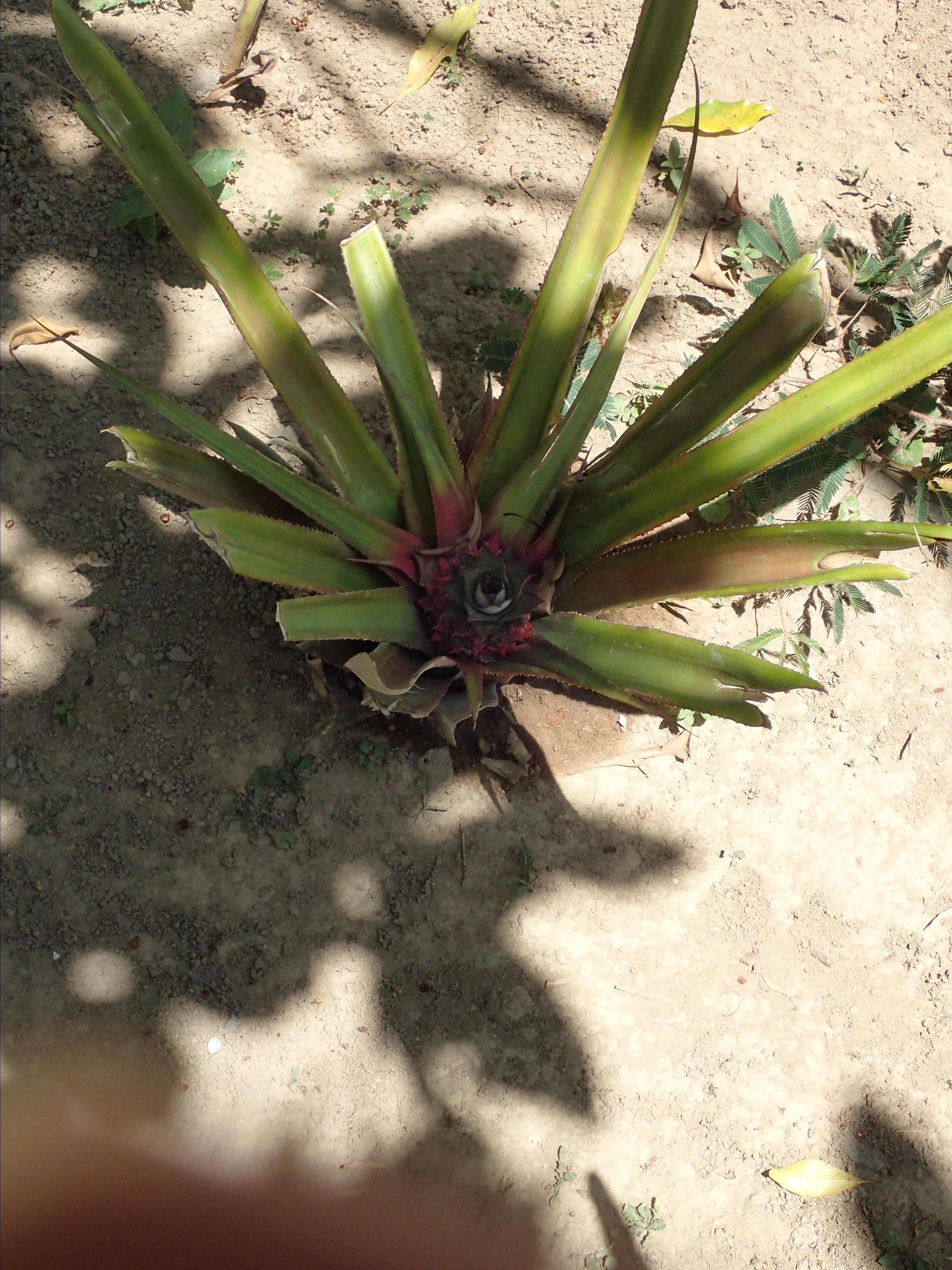 菠萝是长在地上的,知道吗 bali pulina agro tourism