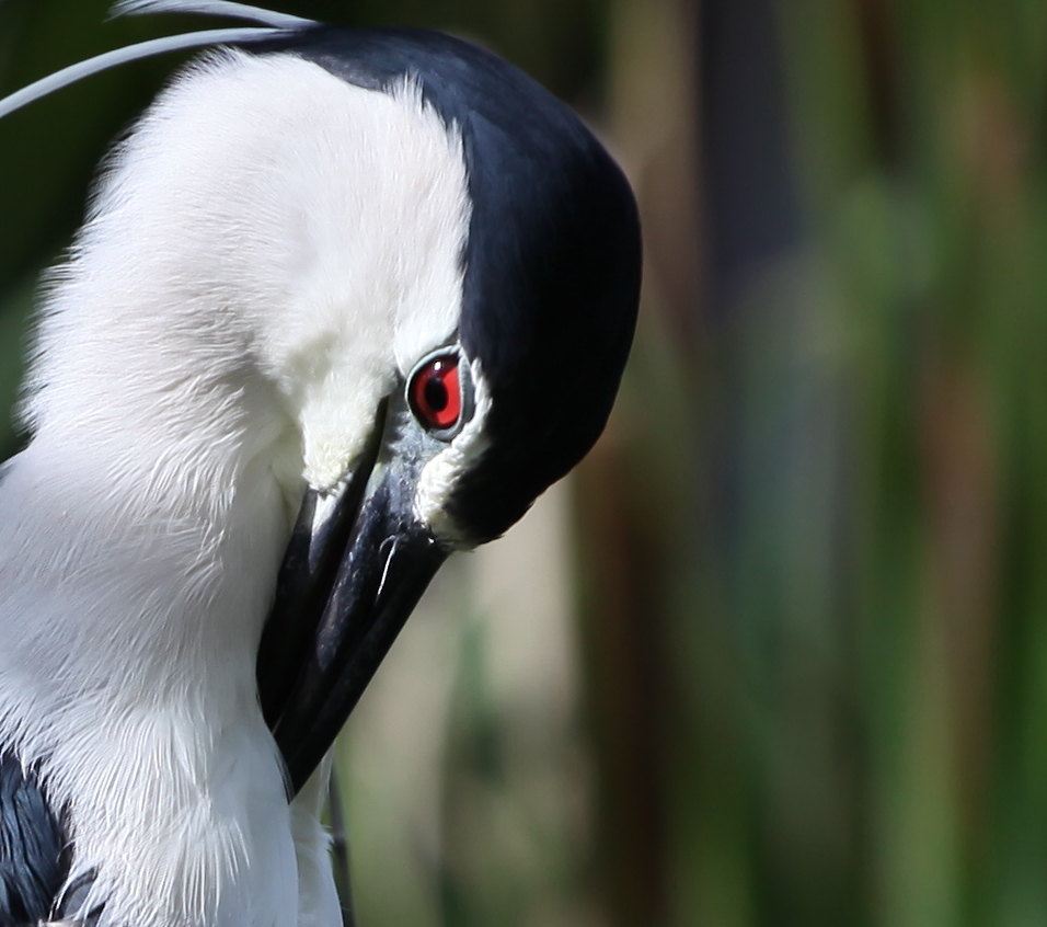 园内有250多种珍奇鸟类,总数超过1000只,最珍贵的的是天堂鸟,白色的