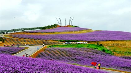 黔北花海门票,黔北花海门票价格,黔北花海门票团购【携程门票】