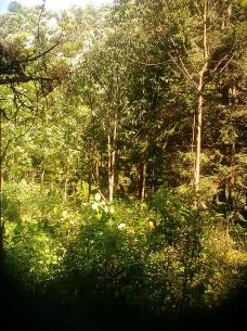 梵净山生态植物园