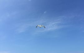 大连瓜皮岛天气预报,历史气温,旅游指数,瓜皮岛