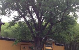 宜兴寂照寺天气预报,历史气温,旅游指数,寂照寺