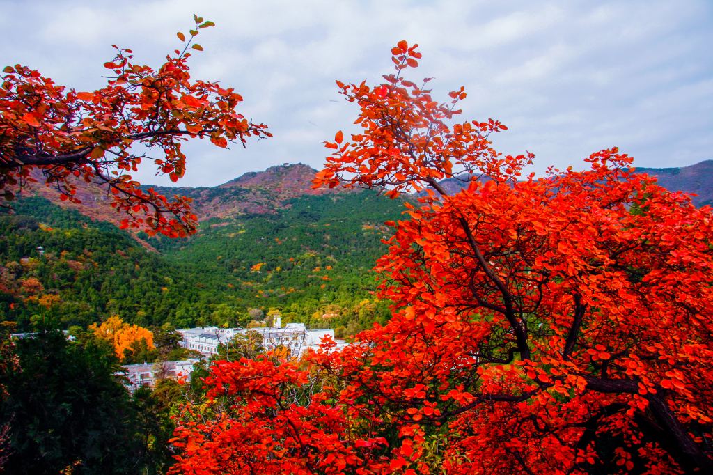 十月金秋赏红叶香山饭店成赏景热选