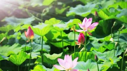 紫云水岸香草园门票,紫云水岸香草园门票价格,紫云水岸香草园门票团购