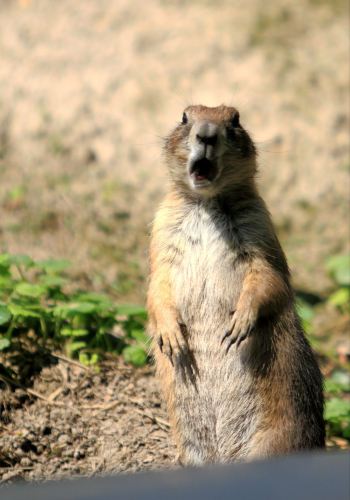 皇宫你好,小镇你也好 - 哈尔施塔特游记攻略【