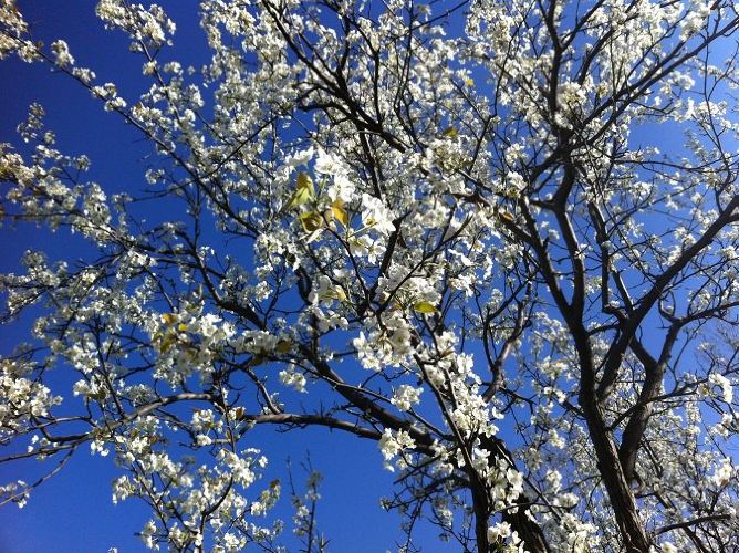 2015的足迹:游必有方 - 眉山游记攻略【携程攻